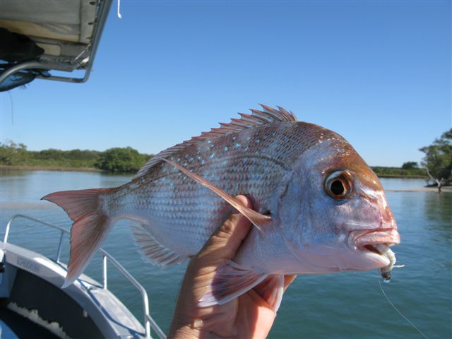 Coastal Sport Fishing Safaris