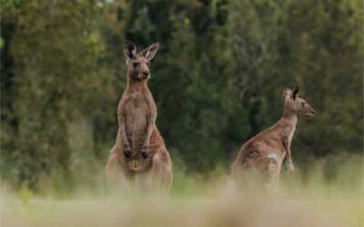 The Quiet Side of the Gold Coast: Walking Coombabah Lakelands