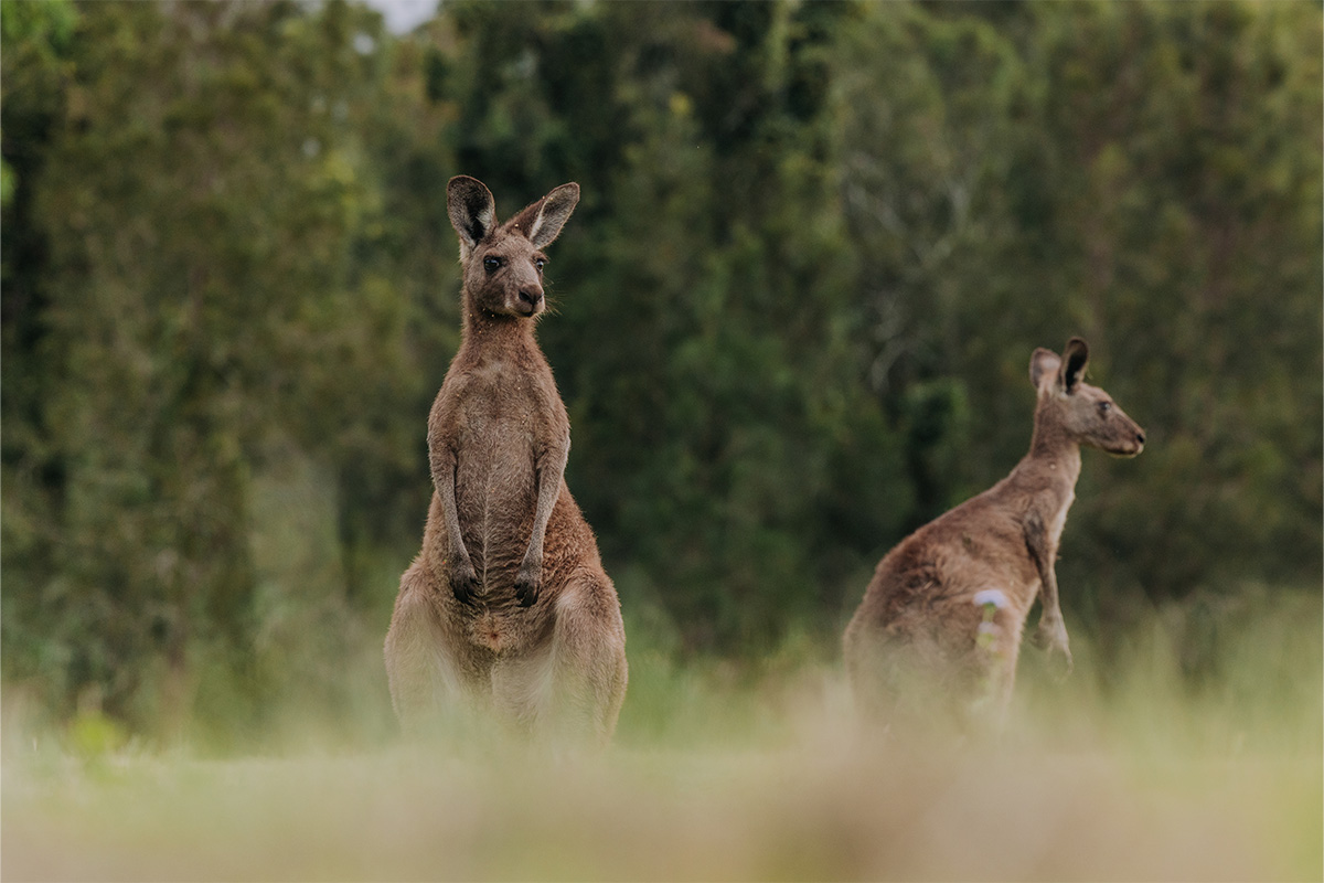coombabah-lakelands-kangaroo Kangaroos grazing at Coombabah Lakelands Conservation Area near Biggera Waters on the Gold Coast