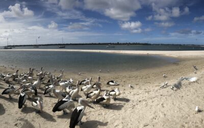 Free on the Broadwater: rockpools, foreshores and the pelican feed