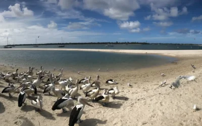 Free on the Broadwater: rockpools, foreshores and the pelican feed
