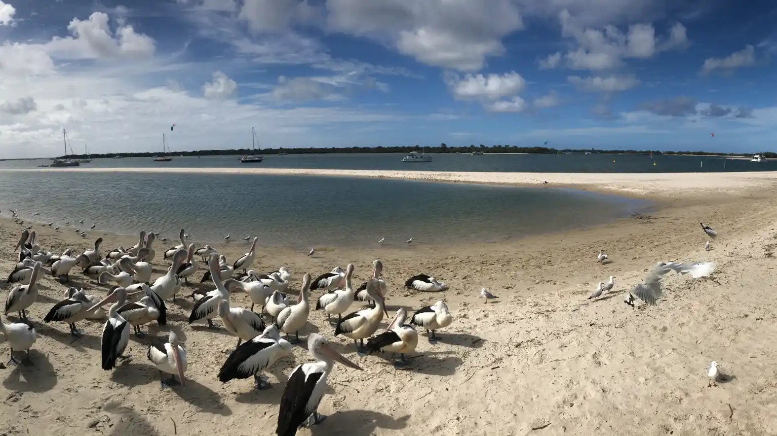 free-things-to-do-broadwater-compressed Wild pelicans gathered on the Broadwater foreshore at Labrador on the Gold Coast
