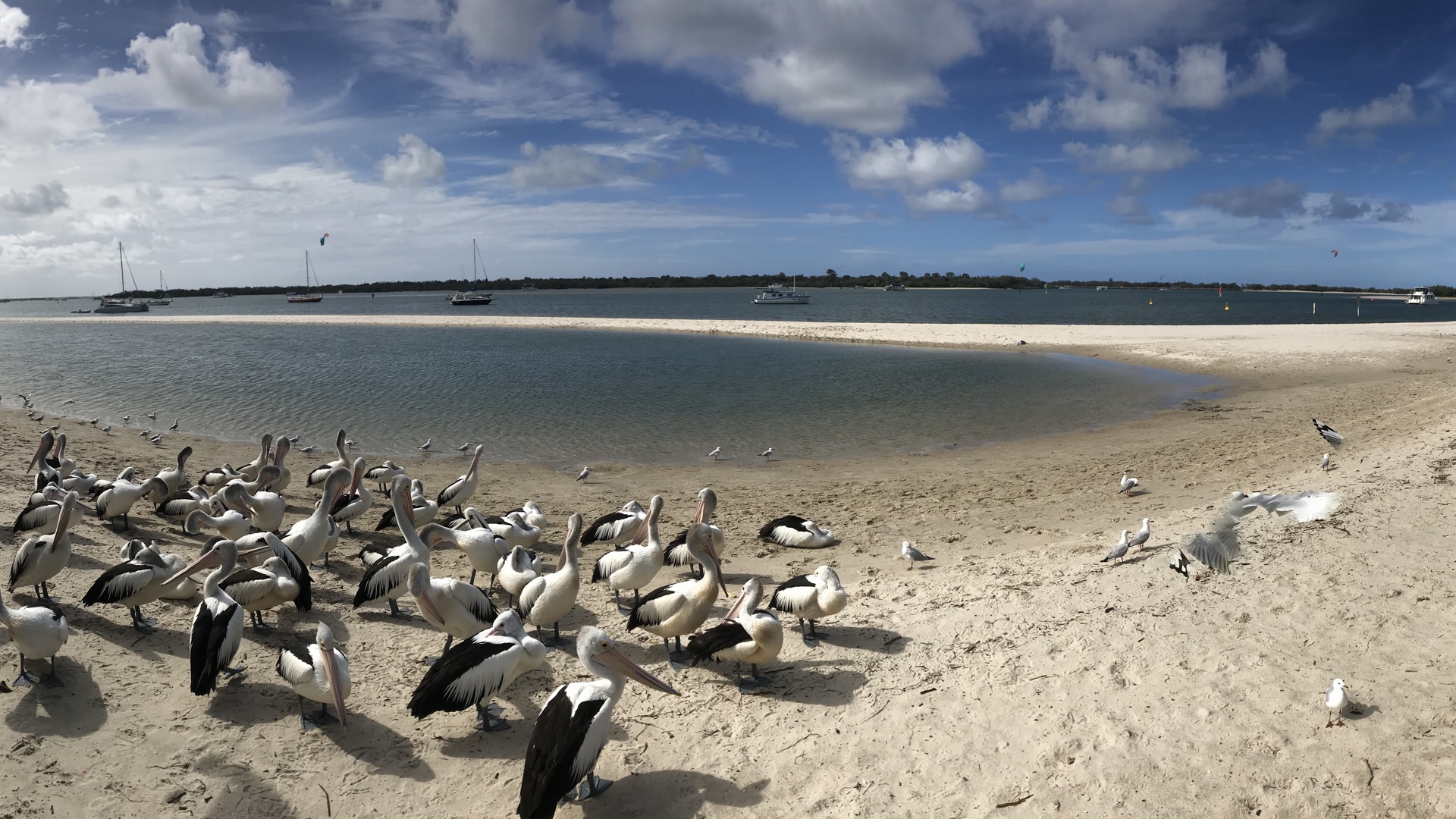 free-things-to-do-broadwater Wild pelicans gathered on the Broadwater foreshore at Labrador on the Gold Coast